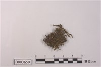 藏品(光萼蘚屬)的圖片